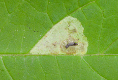 Calycomyza ambrosiae