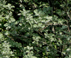 Karpatiosorbus bristoliensis
