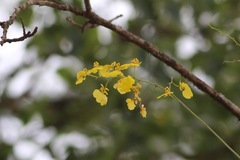 Trichocentrum