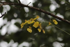 Trichocentrum