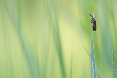 Omalisus fontisbellaquei