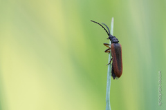 Omalisus fontisbellaquei