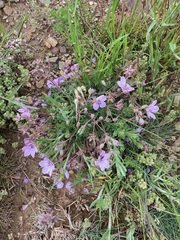 Erodium paularense