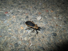 Ectrichodia crux