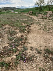 Erodium paularense