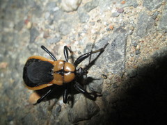 Ectrichodia crux