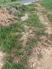 Erodium paularense