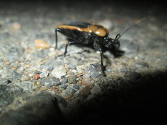 Ectrichodia crux