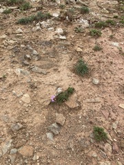 Erodium paularense