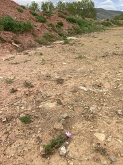 Erodium paularense