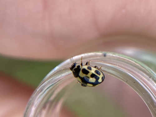 Fourteen-spotted Lady Beetle photo 5
