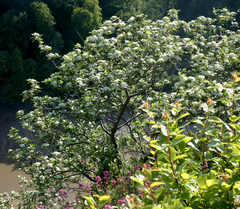 Karpatiosorbus bristoliensis