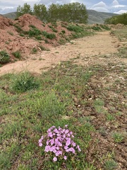 Erodium paularense