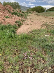 Erodium paularense