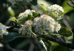 Karpatiosorbus bristoliensis