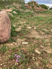 Erodium paularense