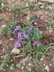 Erodium paularense