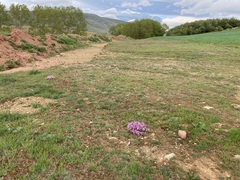 Erodium paularense