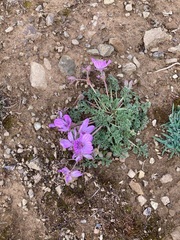 Erodium paularense