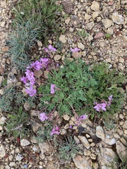Erodium paularense