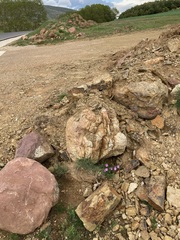 Erodium paularense