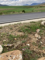 Erodium paularense