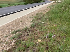 Erodium paularense