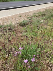 Erodium paularense