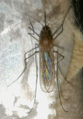 Culex pipiens