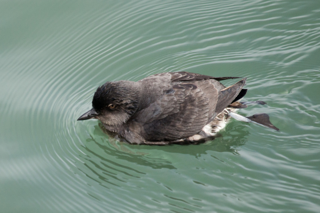 Cassin's Auklet