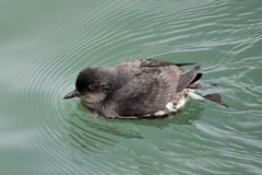 Cassin's Auklet photo 1