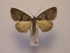 Pseudocoremia suavis