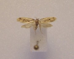 Tingena ancogramma