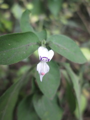Hypoestes
