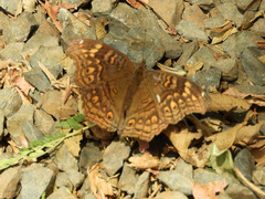 Junonia chorimene