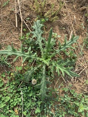 Cirsium pumilum