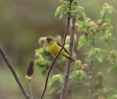 Crithagra hyposticta