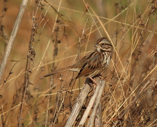 Song Sparrow photographed in Arkansas