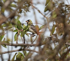 Trachyphonus darnaudii emini