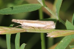 Crambus pascuella