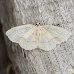 Nematocampa resistaria