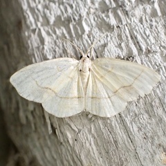 Nematocampa resistaria