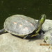 Common Thread Turtle - Photo (c) 金翼白眉, some rights reserved (CC BY-NC), uploaded by 金翼白眉