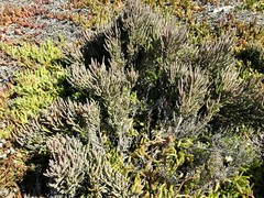 Tecticornia pergranulata