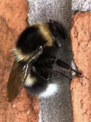 Bombus