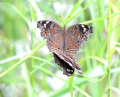 Junonia natalica natalica