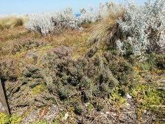 Tecticornia pergranulata