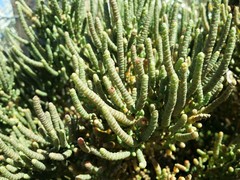 Tecticornia pergranulata