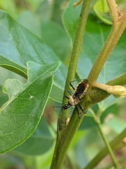 Biasticus flavinotus