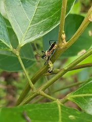 Biasticus flavinotus